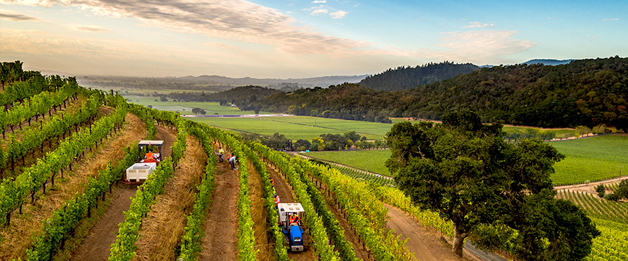 Shafer Vineyards